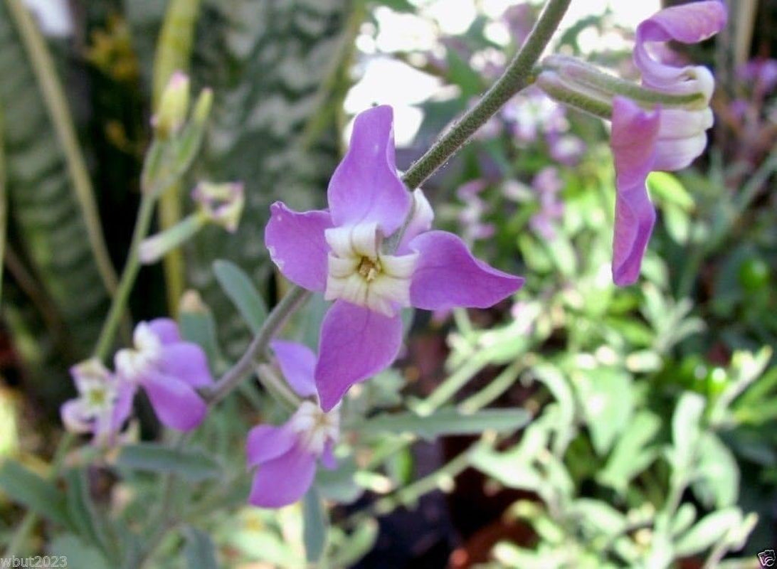 Evening Scented Stock-1000 Seeds (Matthiola Longipeta) Perfume Plant,Cold Hardy