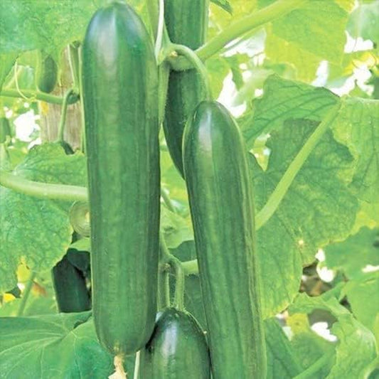 25 Seeds Cucumber 1 Gram - Cucumber Beit Alpha Seeds - Persian Variety - Vegetable for Your Garden