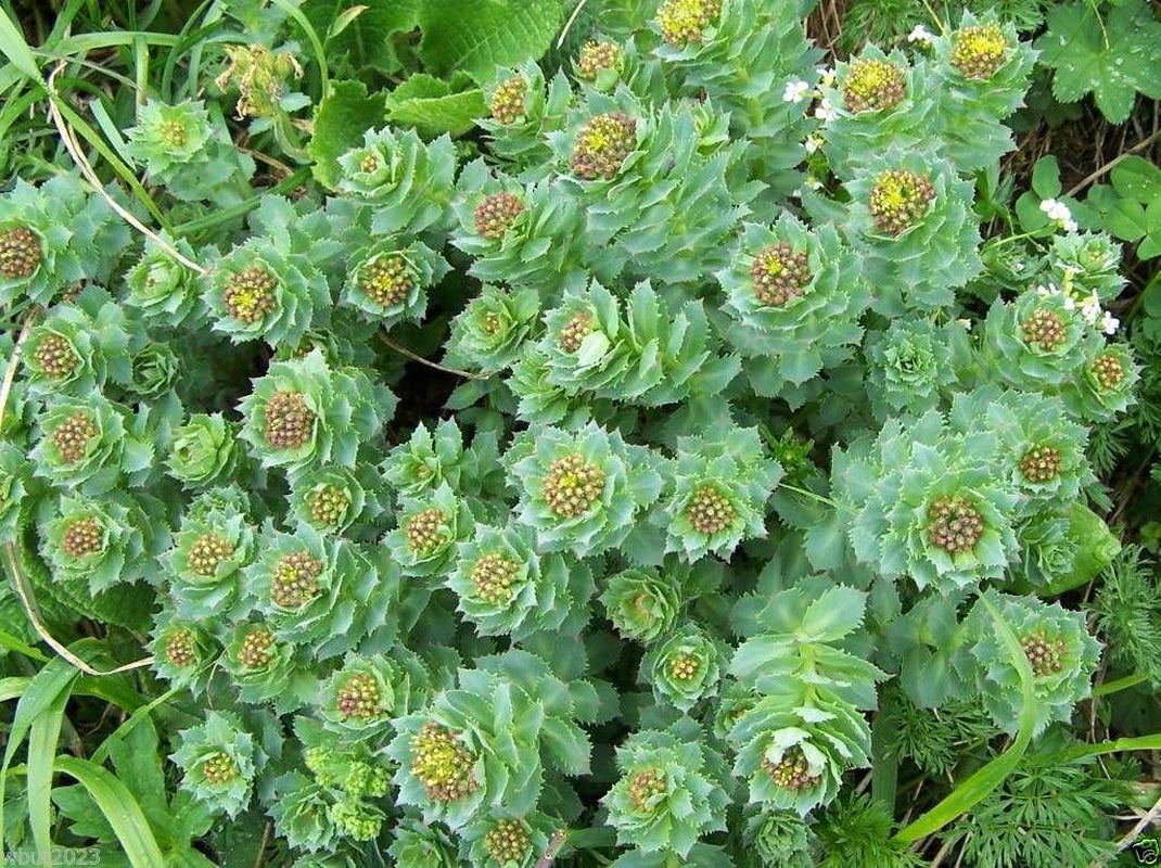 50 Rhodiola Rosea Seeds, Golden Root, Rose Root, Roseroot, RARE Medicinal Plant