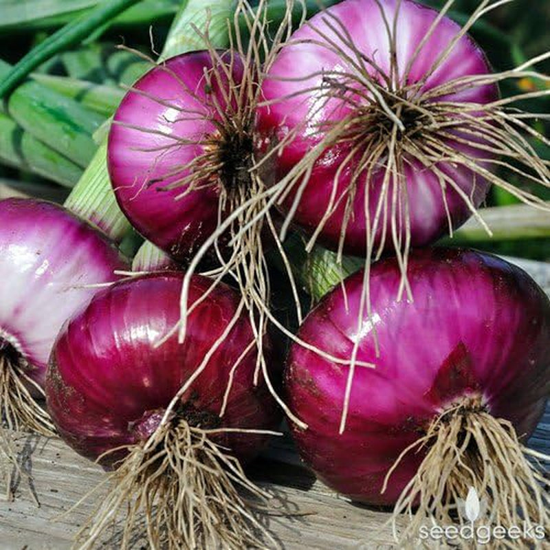 200 Organic Non-Gmo Ruby Red Onion Seeds Burgundy