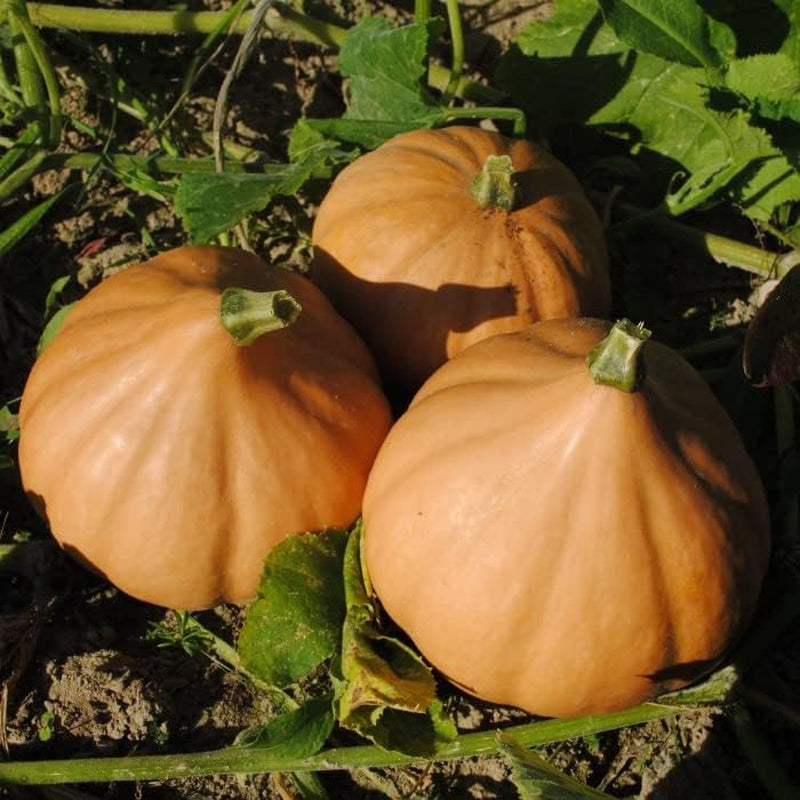 15 Seminole Pumpkin Heirloom Vegetable Seeds