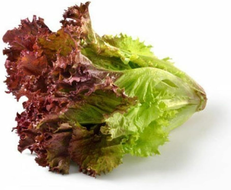 Crisp Oak Leaf RED Lettuce (Oakleaf) Seeds Loose Leaf 500 Seeds - Organic Fresh Seeds for Planting - Live Seeds
