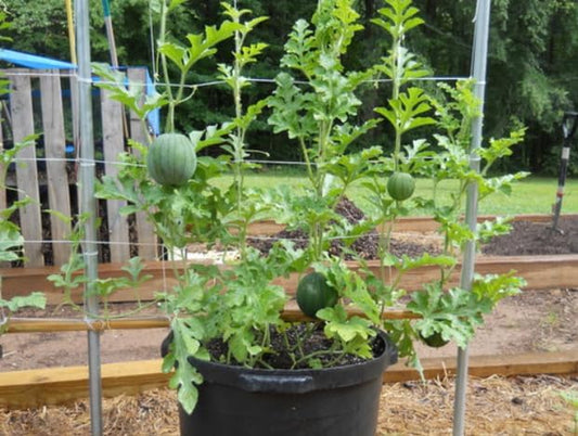 Watermelon 25 Seeds Bush Sugar Baby Heirloom Beautiful Small - Organic Fruit Seeds for Planting - Live Seeds