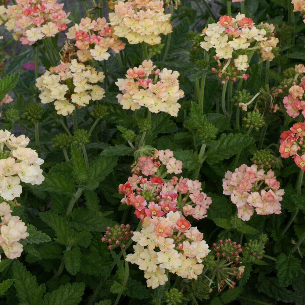 Flower 50 Seeds Apricot Verbena - Organic Flower Seeds for Planting in Your Garden - Live Flower Seeds for Home and Garden