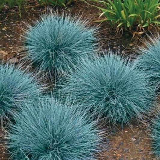 Blue Fescue Seeds, Ornamental Grass Seeds, Beautiful Blue-Green Perennial 100 - Organic Fresh Seeds for Planting - Live Seeds for Home and Garden