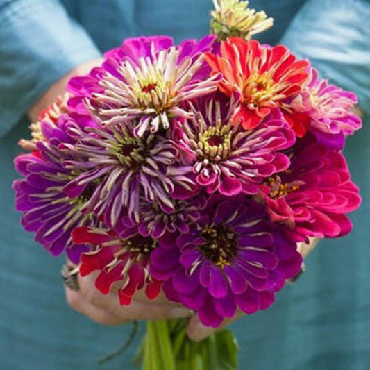 100 Seeds Zinnia Meteor Shower Mixed Colors 5" Flowers - Flower Organic Plant Seeds for Planting - Organic Seeds for Home and Garden