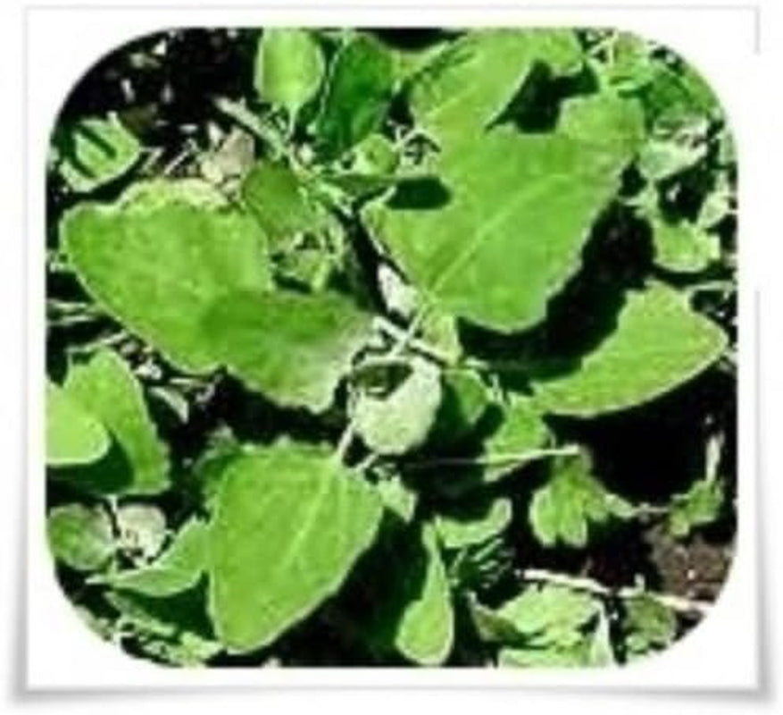 500+ Lambs Quarter Seeds ~ Delicious Baby Greens ~ Wild Spinach Goosefoot