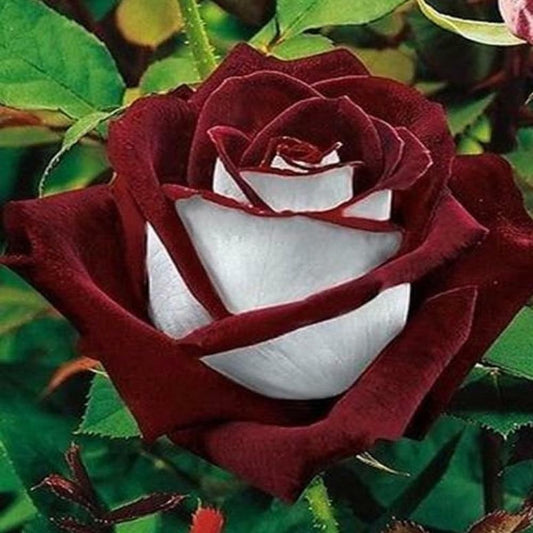 Love in Rose Bush 20 Seeds - Rare - Red White Rose Seeds - Organic Red Flower Seeds for Planting - Live Seeds for Your Beautiful Home and Garden
