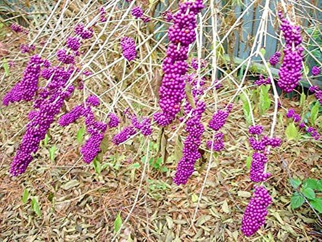 Callicarpa Americana Beautyberry Exotic Florida Native Fruit Bird Seed 30 Seeds