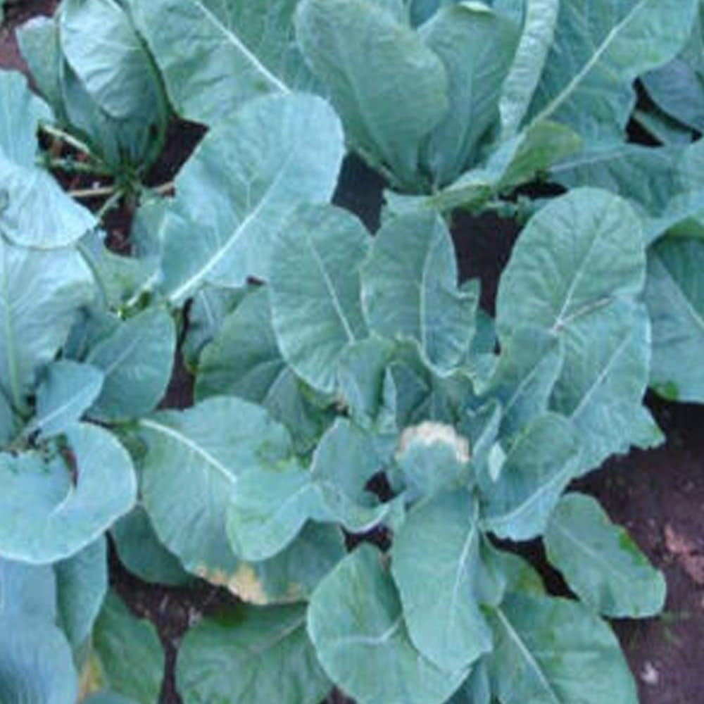 200 Cauliflower Seeds Snowball Self Blanching Cauliflower - Brassica Oleracea - Organic Fresh Seeds for Planting - Seeds for Home and Garden