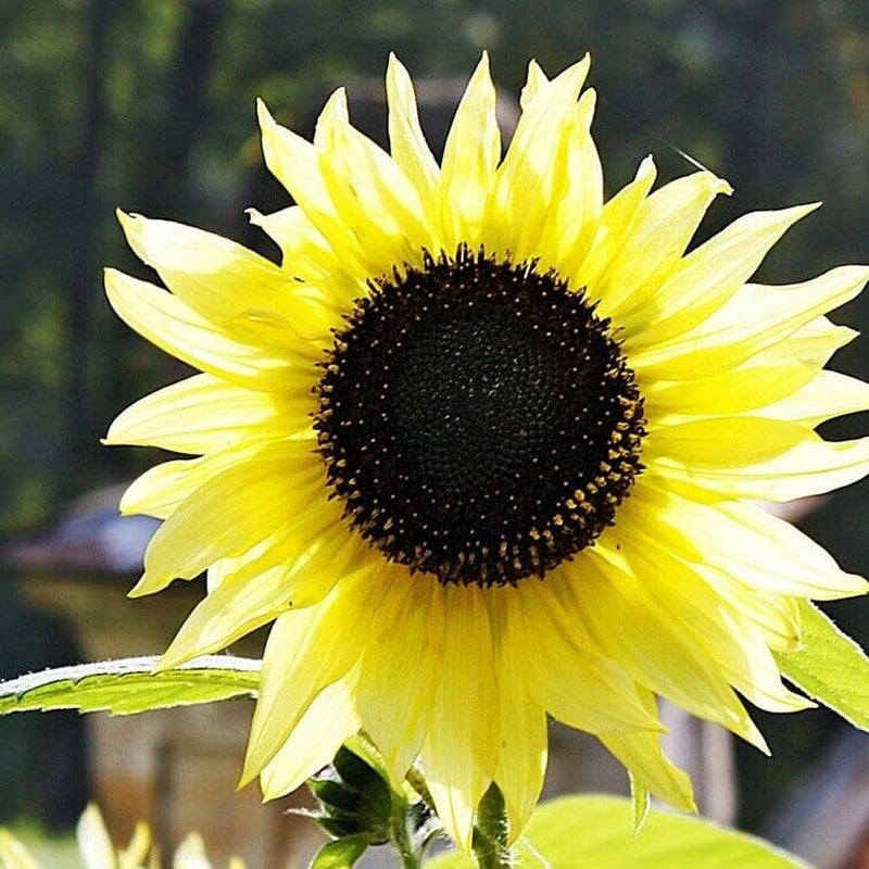 80+ Seeds Sunflower Color Yellow Lemon Queen Tall Non-Gmo Heirloom Flower Plant for Your Garden