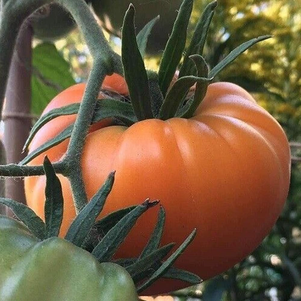 Vegetable Kellogg'S Breakfast Tomato 100 Seeds Heirloom Unique Bulk - Organic Fresh Seeds for Planting - Live Seeds for Home and Garden