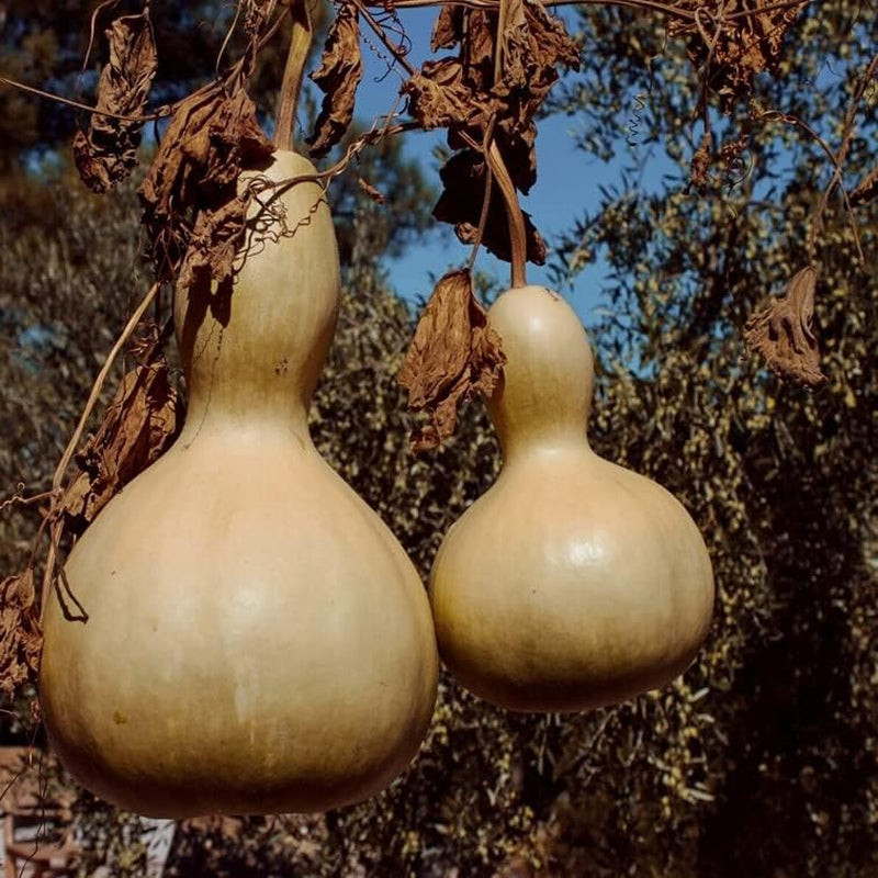 Seeds Birdhouse Gourd, Calabash, Chinese Buddha Squash, White-Flowered Gourd 10+ Seeds Cucurbita