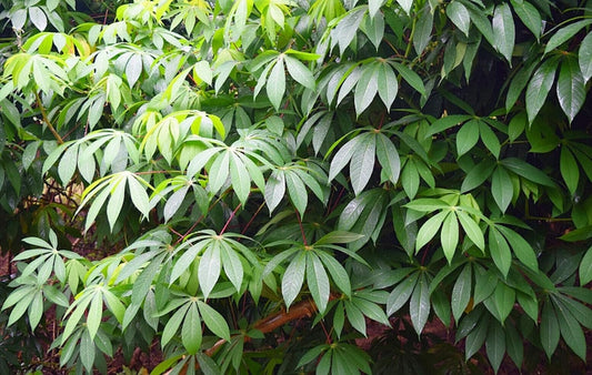 Rare Seeds - Tapioca Plant Seed - Cassava Manihot Esculenta Jocad (5 Seeds)