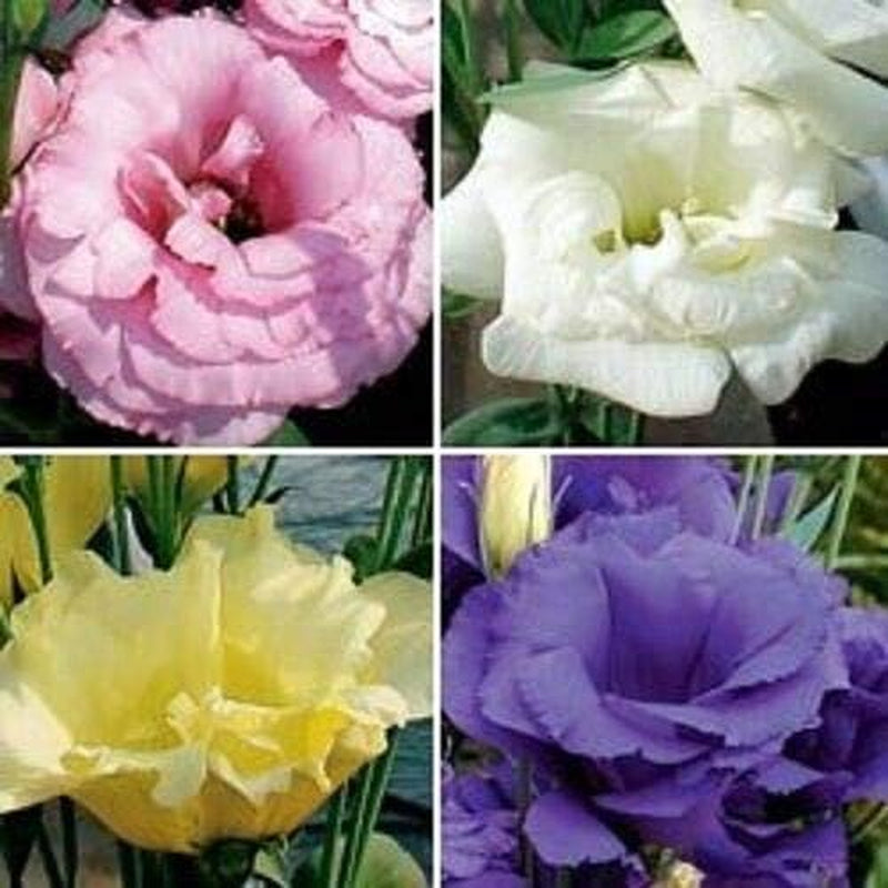 Lisianthus Flower Seeds Mix - Long Lasting Annual - Great Cut Flower Jocad (20+ Seeds)
