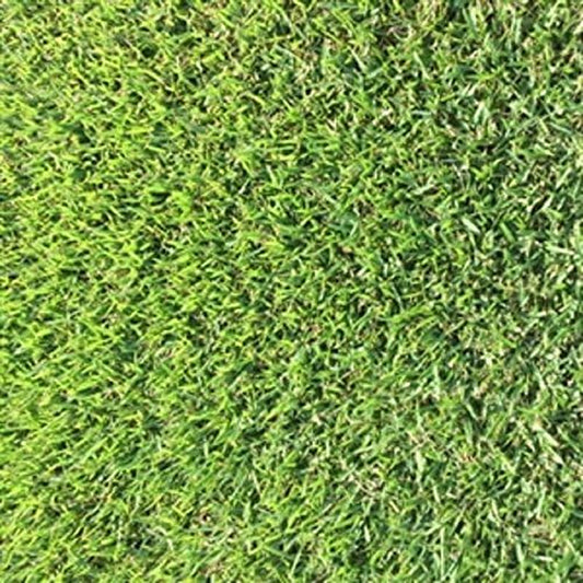 Zoysia  1/8 Lb
