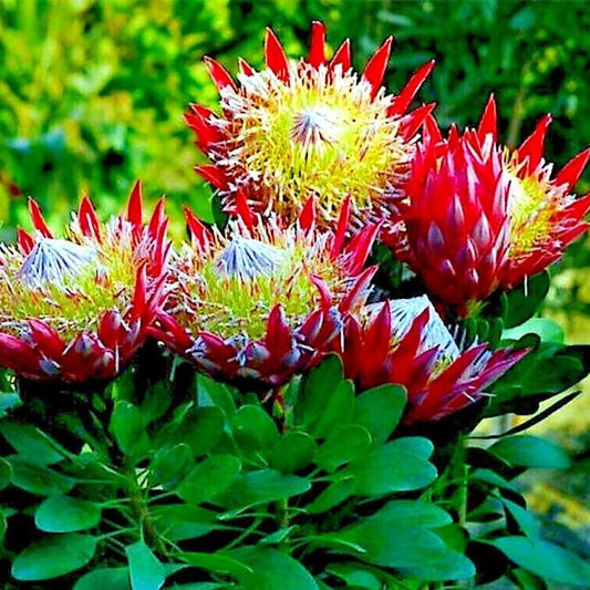 5 Seeds King Protea CYNAROIDES Seeds *Giant 12" Flowers* Rare Exotic Garden Plant - Organic Fresh Seeds for Planting - Live Seeds