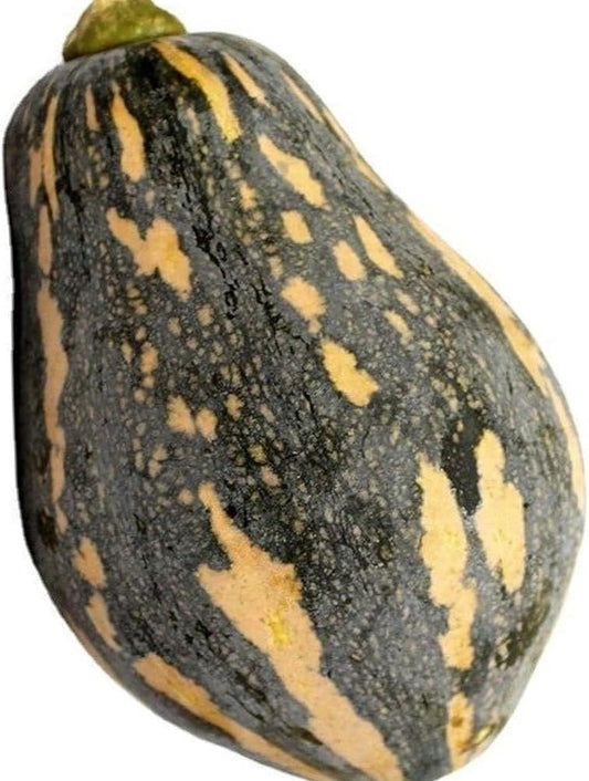 10 Seeds Taro Flavor Pumpkin Seeds Xiangyu Nangua Chinese Winter Squash Hybrid USA - Organic Fresh Seeds for Planting - Live Seeds for Home and Garden