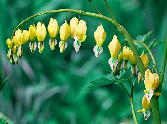 25 Seeds Dicentraspectabilis Shade Yellow Bleeding Heart Flower #TDS01
