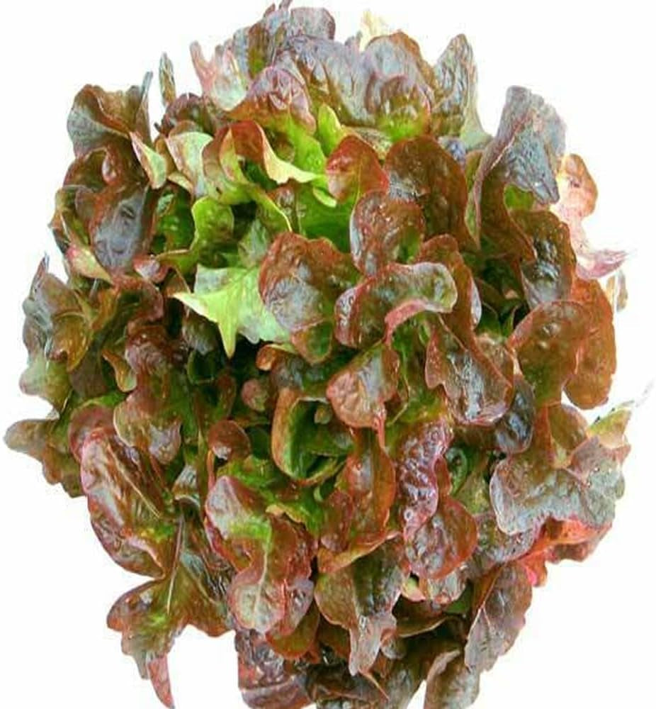 Crisp Oak Leaf RED Lettuce (Oakleaf) Seeds Loose Leaf 500 Seeds - Organic Fresh Seeds for Planting - Live Seeds
