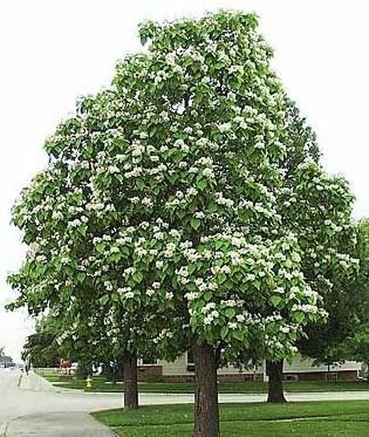 50 Northern Catalpa , Catalpa Speciosa