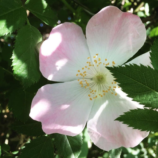 Dog Rose, Brier Rose Rosa Canina - 50 Seeds Organic Fresh for Planting - Dog Rose, Brier Rose Seeds for Home and Garden