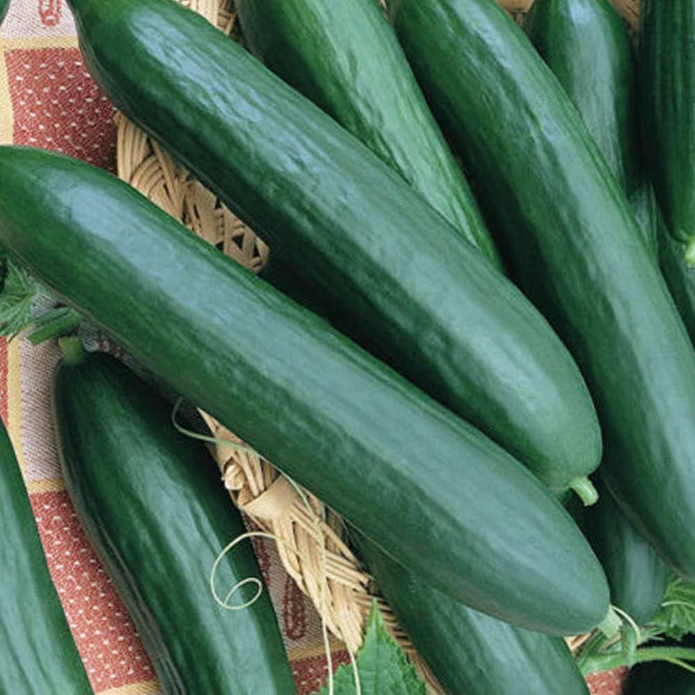 Tendergreen Burpless - English Cucumbers Slicing Pickling 2023 - Fresh Organic Plant Seeds for Home and Garden
