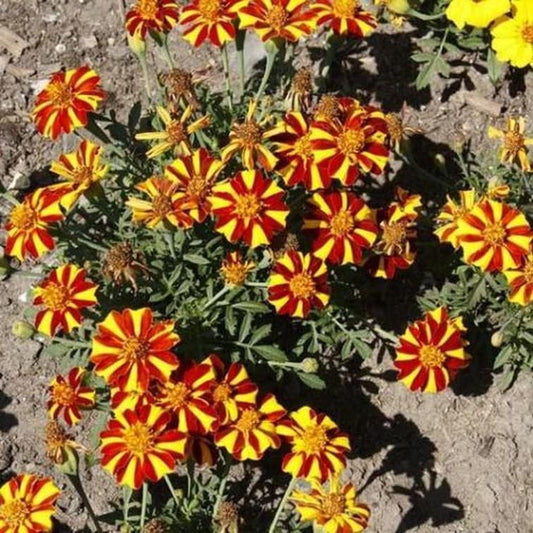 Flower French Marigold Court Jester Harlequin Tall Beneficial Plant - Organic Seeds for Your Garden