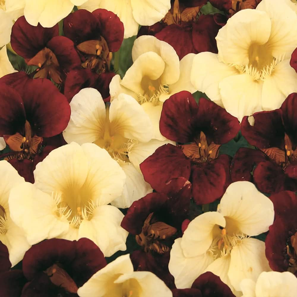 15 Seeds Nasturtium Flower - Night & Day Mix for Planting - Organic Plant Seeds for Home and Garden