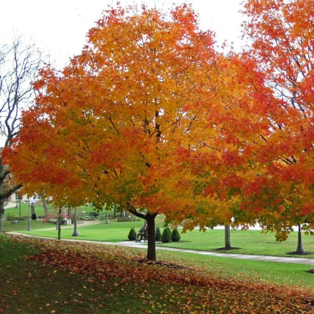 20 Seeds Sugar Maple Tree- Acer Saccharum Southern - Organic Fresh Seeds Tree for Planting in Garden - Fresh Tree Seeds for Aesthetic