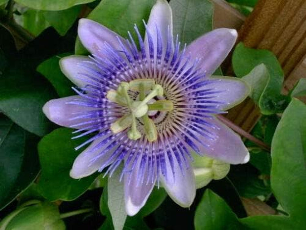 Purple GRANDILLA Passion Flower Passiflora Incarnata Jocad (10 Seeds)