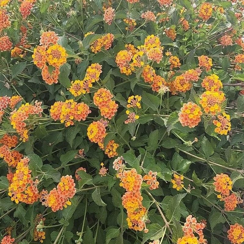 Lantana Camara 30 Seeds Plant - Miss Huff, Perennial - House Plant, 30 Fresh Seeds