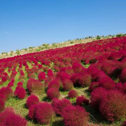 Burning Bush 50 Seeds - Kochia Trichophylla - RED Bush Patio Containers or Hedge - Organic Plant Flowers Seed for Your Home and Garden