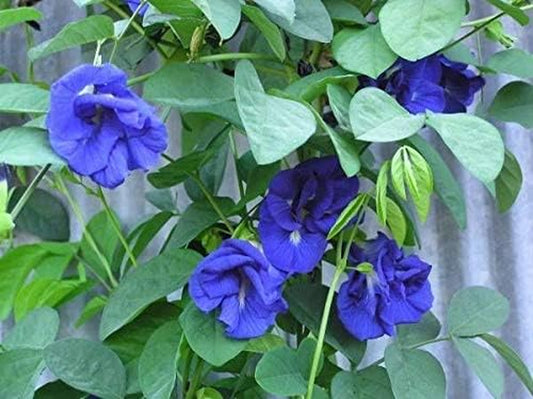 Blue Butterfly Pea Vine (Clitoria Ternatea) Perennial - 10 Seeds