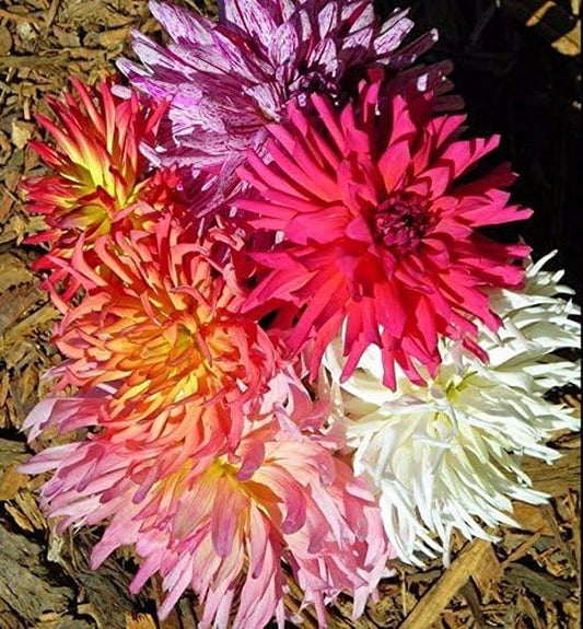 Zinnia Super Cactus Mix 250 Seeds Huge 6" Flower Elegant Garden