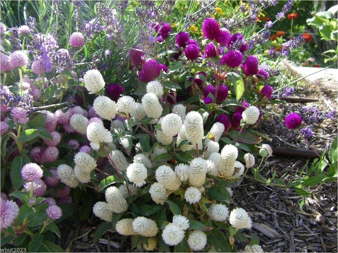 Globe Amaranth Mix Color ~ White, Pink, Rose, Salmon,And Purple. 50 Seeds.