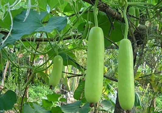 Bottle Gourd 10 Seeds, Nam Tao Yao (Asian Vegetable) Grows 12" Long and 2.5 Pounds.