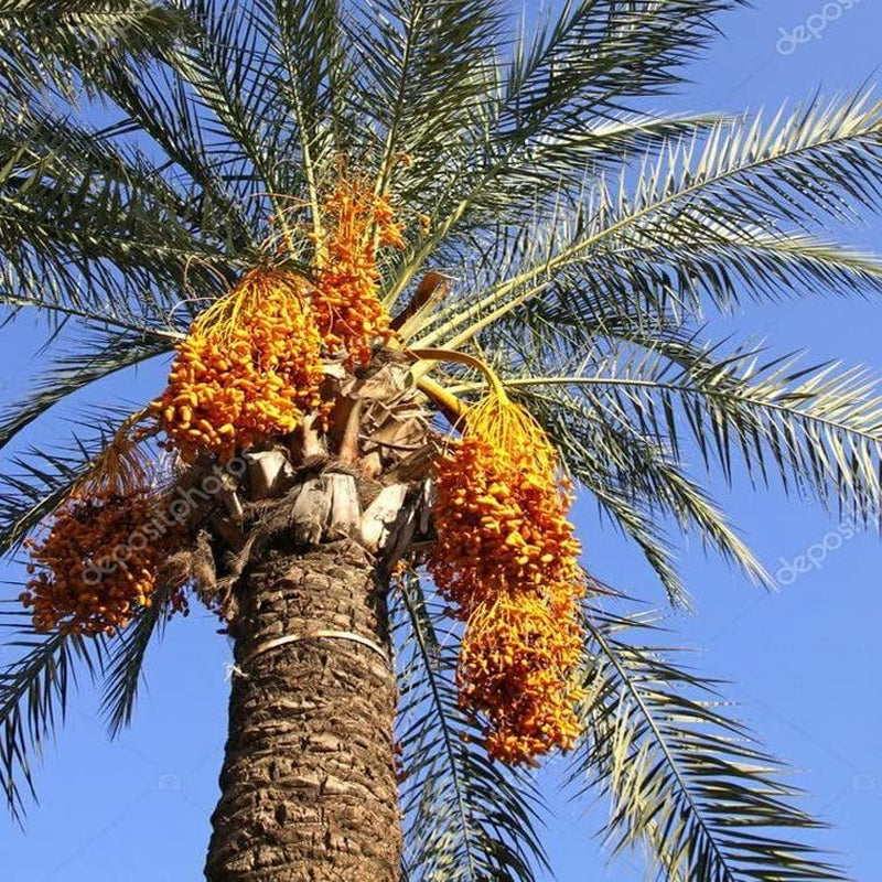 1- Medjool 9+ Inches Date Palm Tree Seedlings Phoenix Dactylifera Food Plant Sapling - 1- Medjool 9+ Inches Date Palm Tree for Landscape