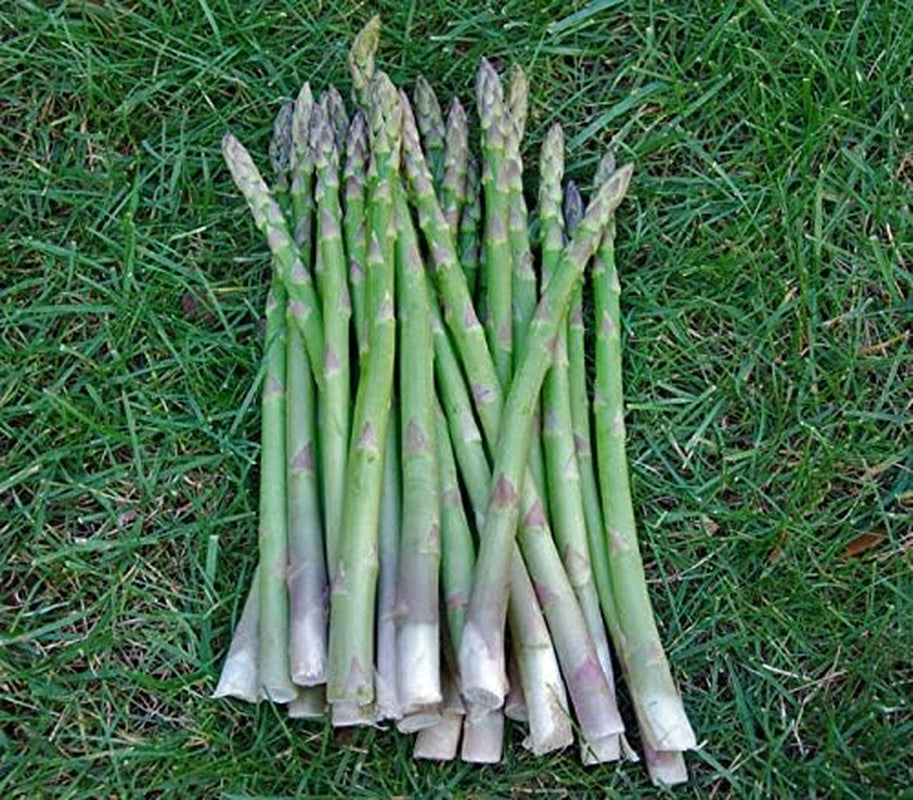 Mary Washington Asparagus 100 Seeds - Organic Heirloom Non GMO Vegetable Seeds, Asparagus Organic Seeds for Planting, Vegetable Seeds for Planting Home Garden