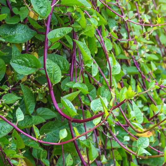 Red Stem Malabar Spinach 50+ Count Seeds - Basella Alba Rubra Ceylon Green Vegetable - Organic Fresh Vegetable Seeds for Planting - Live Plant Seeds