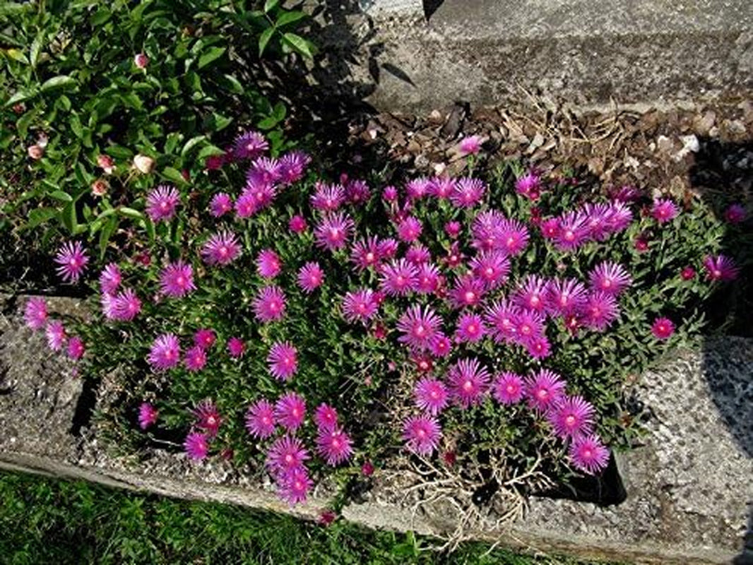 25 Table Mountain ICE Plant Magenta Fuchsia Delosperma Cooperi Flower Seeds