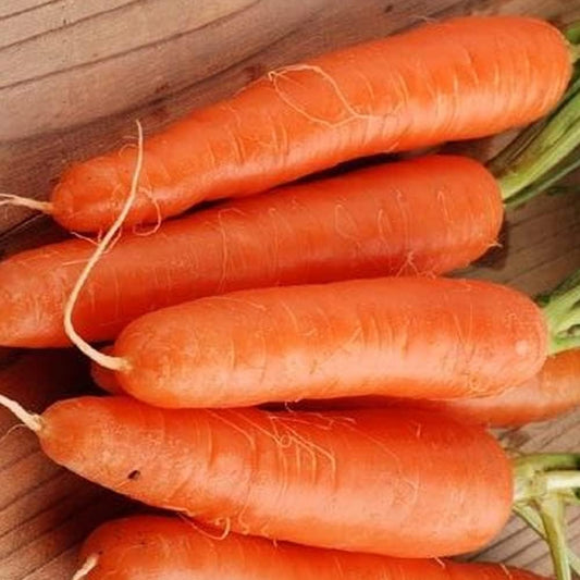 350 Carrot Seeds Fancy Nantes - Fresh Seeds Garden - Organic Plant Seeds for Home and Garden - Carrots Seeds for Planting