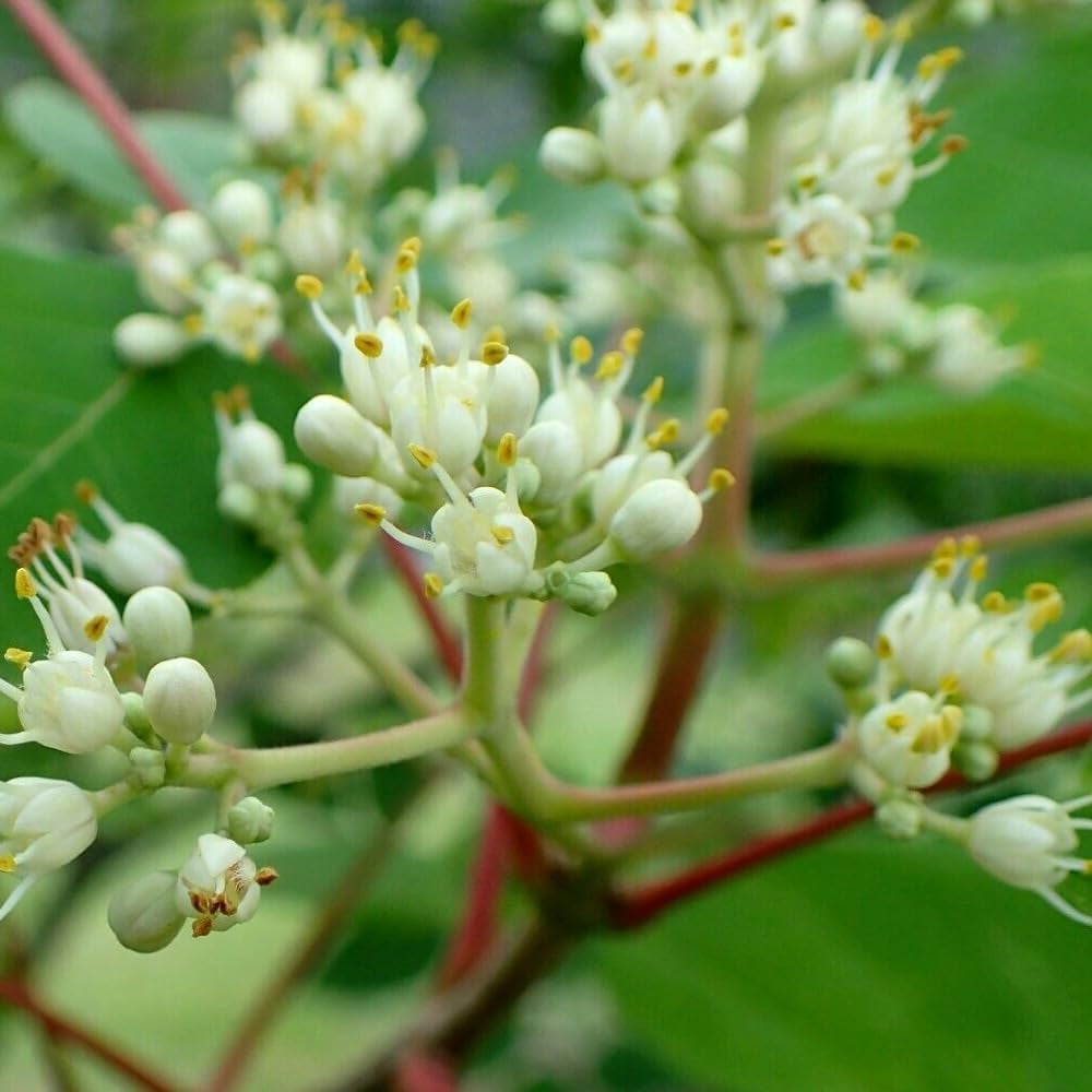 Bee-Bee Tree Seeds - Korea Evodia (Tetradium Daniellii), 50 Seeds - Organic Fresh Tree Seeds for Planting - Bee-Bee Tree Seeds for Home and Garden