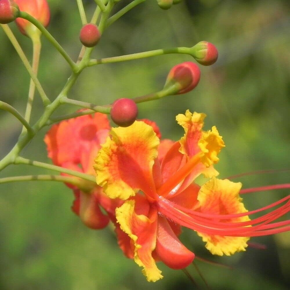 10 Seeds Shrub Pride of Barbados - Caesalpinia Pulcherrima - Organic Fresh Seeds Shrub for Planting - Plant Seeds for Home and Garden