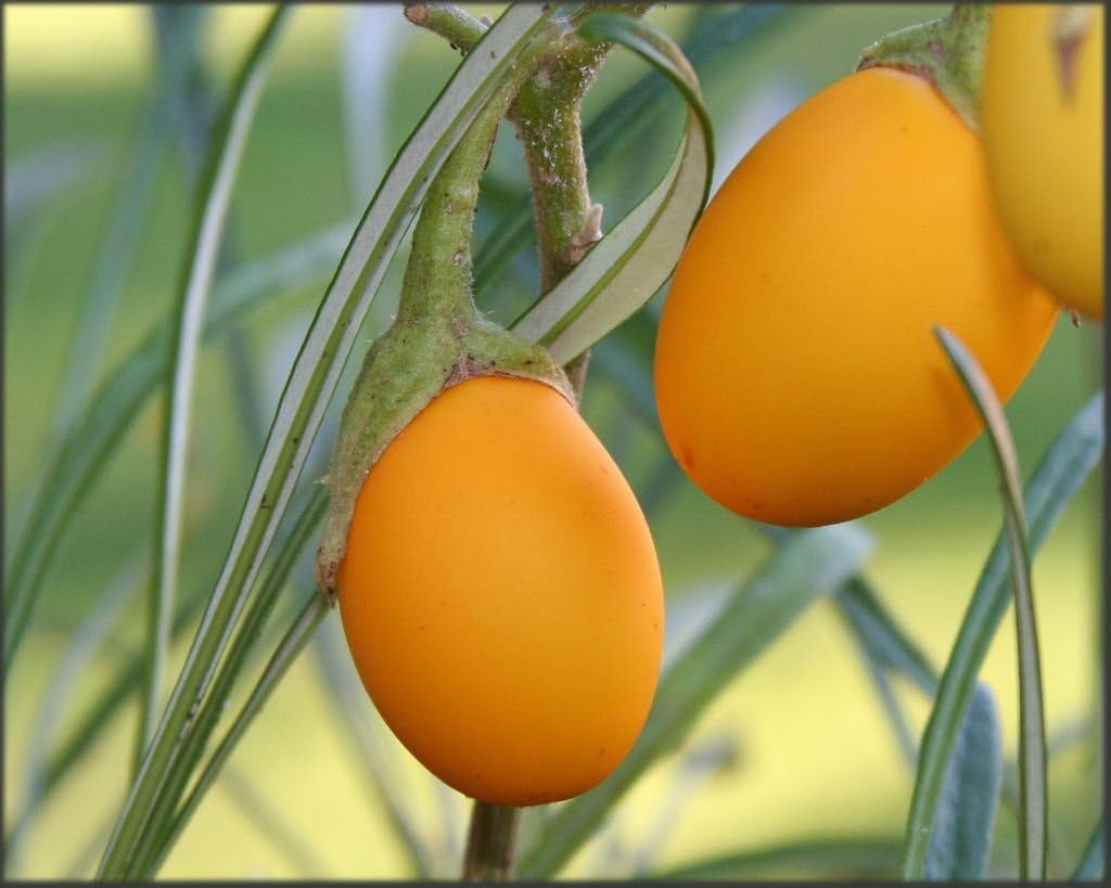 50 Easter Egg Plant Seeds Bright Fruits Look Exactly like Easter Eggs!