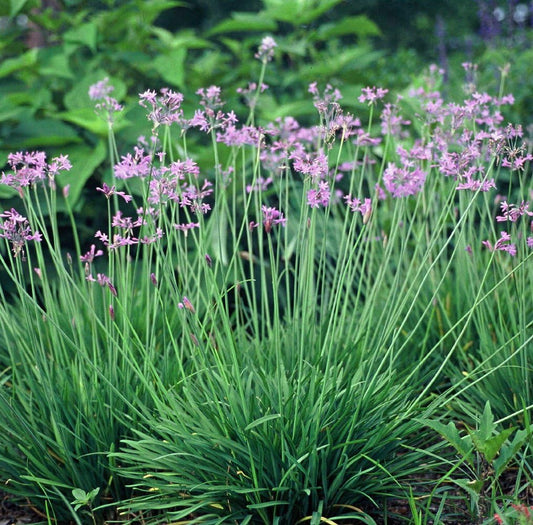 Society Garlic 20 Seeds - Indoor Garlic -Tulbaghia-Herb