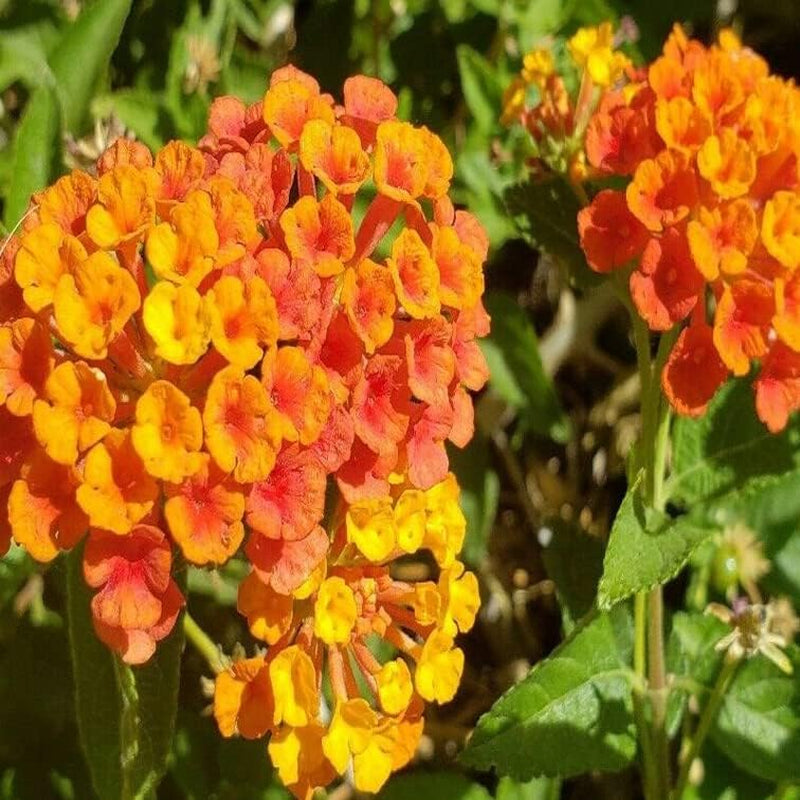 Lantana Camara 30 Seeds Plant - Miss Huff, Perennial - House Plant, 30 Fresh Seeds
