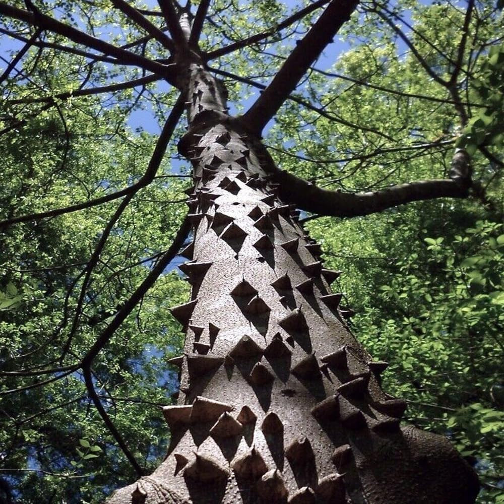 20 Seeds HERCULE'S Club Tree Seeds (Zanthoxylum Clava-Herculis) Prickly Ash Toothache - Organic Fresh HERCULE'S Club Tree Seeds for Planting