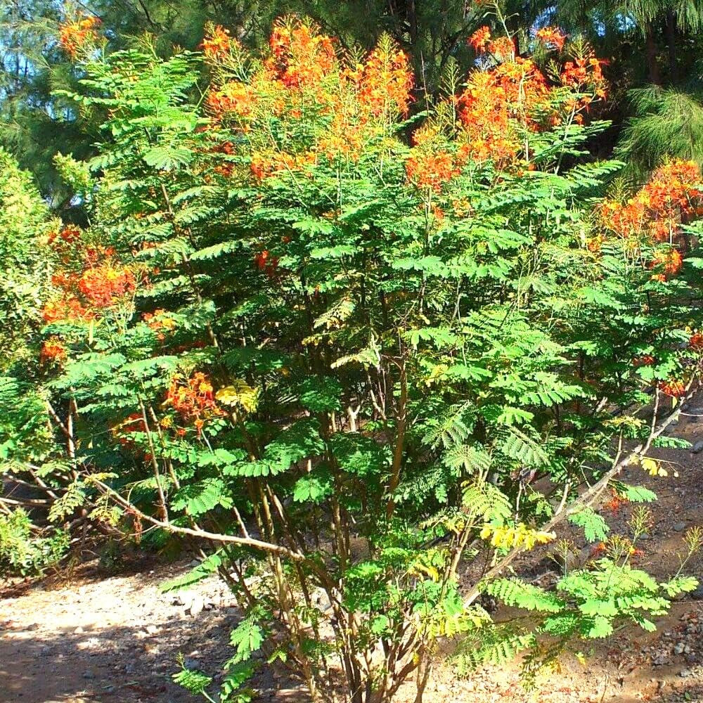 10 Seeds Shrub Pride of Barbados - Caesalpinia Pulcherrima - Organic Fresh Seeds Shrub for Planting - Plant Seeds for Home and Garden