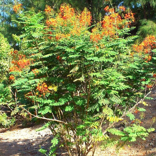 10 Seeds Shrub Pride of Barbados - Caesalpinia Pulcherrima - Organic Fresh Seeds Shrub for Planting - Plant Seeds for Home and Garden
